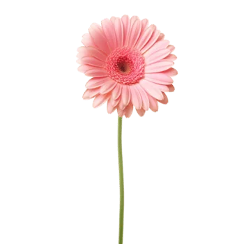 image Id pellentesque adipiscing quis, dictumst.