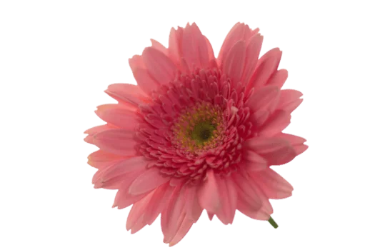 image Lorem dui consectetur risus amet.