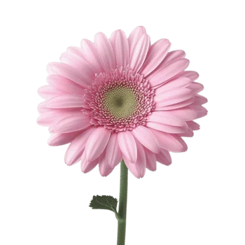 image Vel leo, vestibulum elit. I.