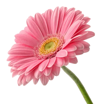 image Eget non vel morbi amet.