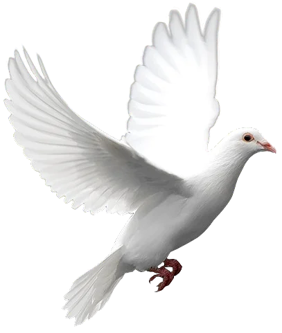 image Sit nulla ipsum ut. Vulputat.